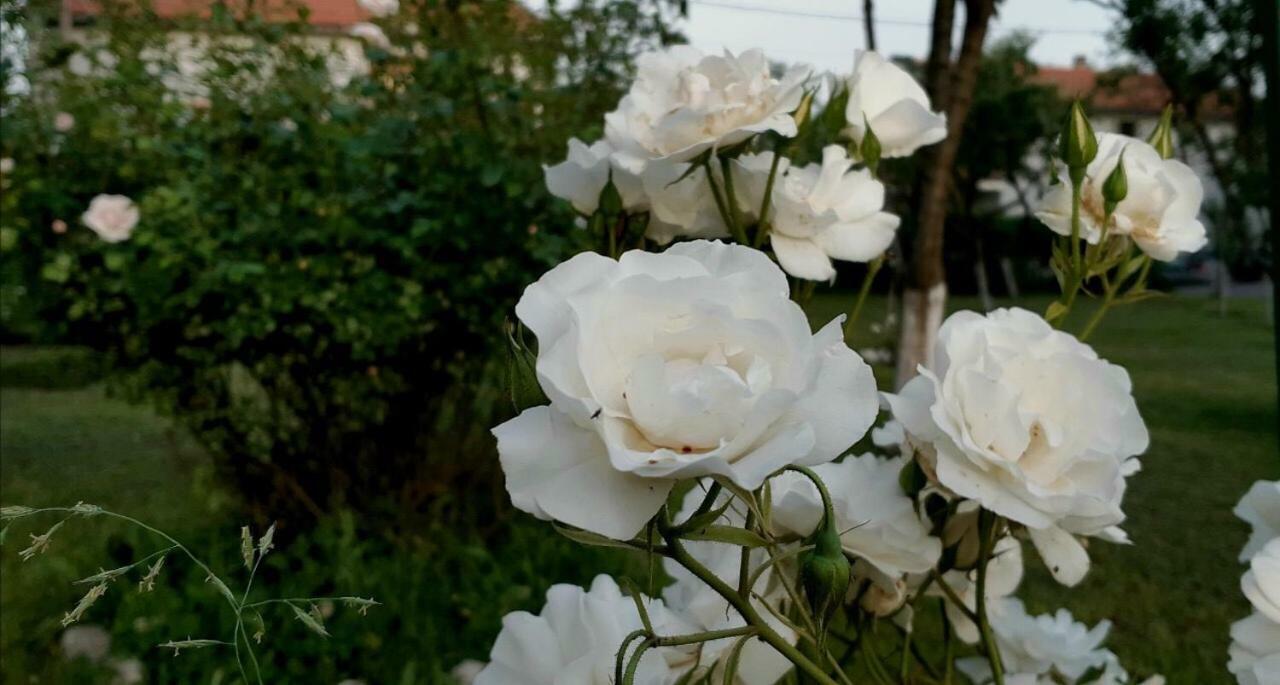 Cvjetni Apartmani Cetinje Bagian luar foto