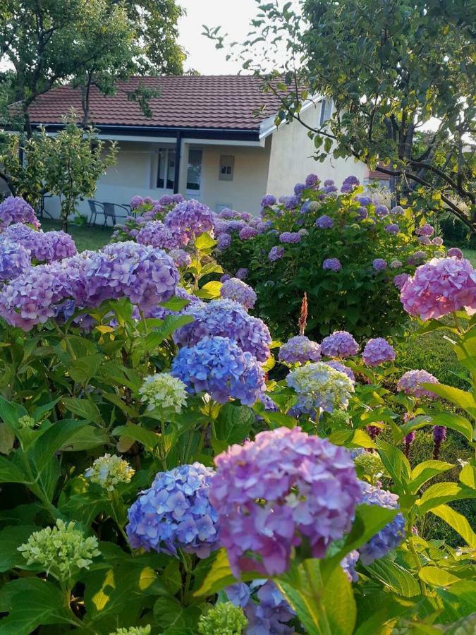 Cvjetni Apartmani Cetinje Bagian luar foto
